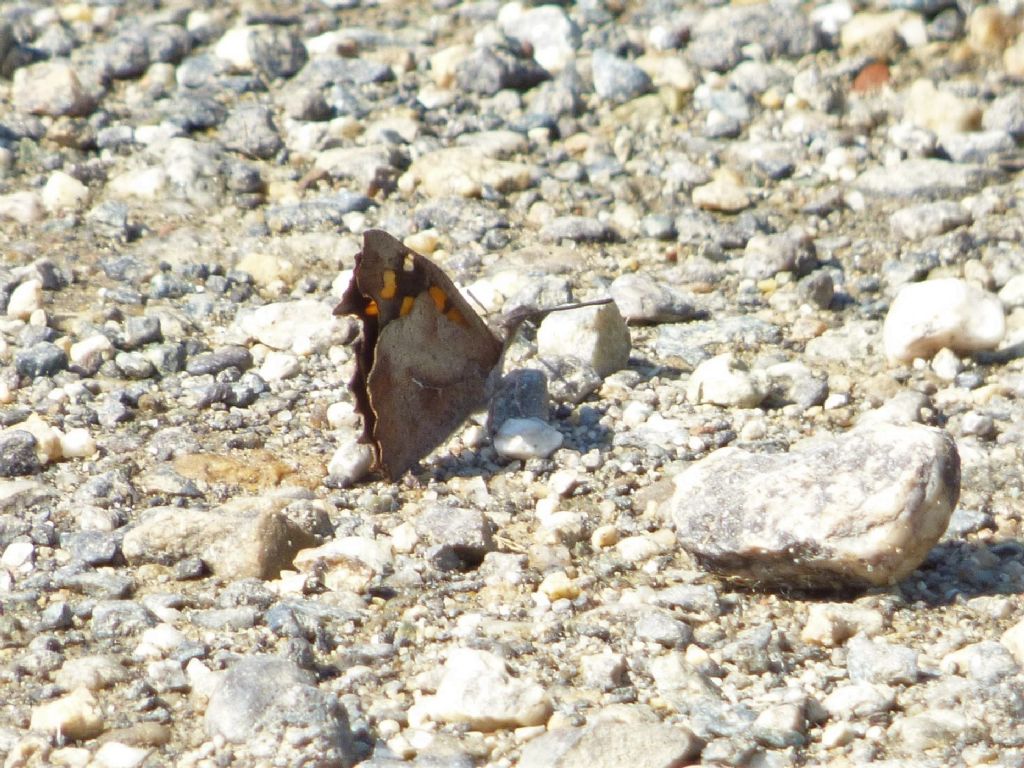 La mia prima LIBYTHEA CELTIS
